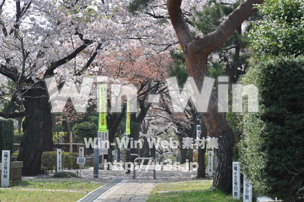 桜の写真素材 W-001437