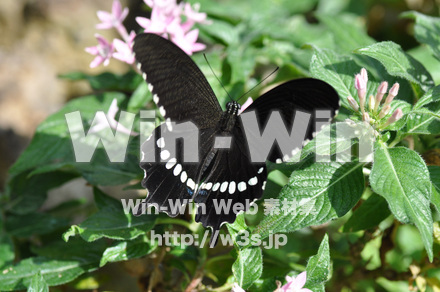 蝶の写真素材 W-001652