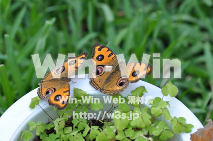 蝶の写真素材 W-001671