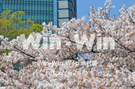 桜の写真素材 W-001416