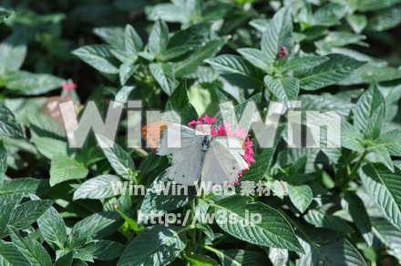 蝶の写真素材 W-001656