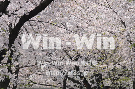 桜の写真素材 W-001432