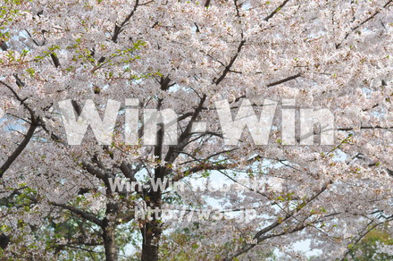 桜の写真素材 W-001420