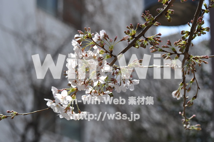 桜の写真素材 W-001447