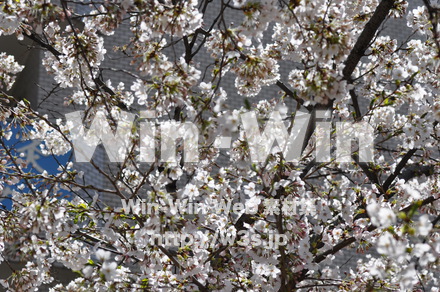 桜の写真素材 W-001469