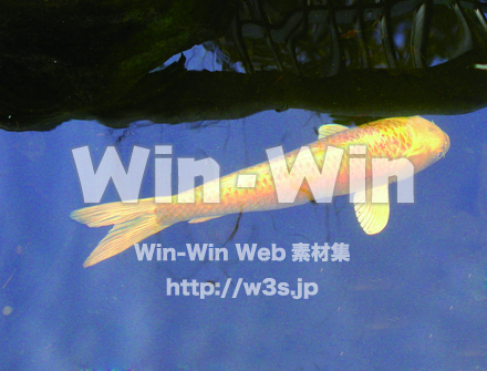 金魚の写真素材 W-000856