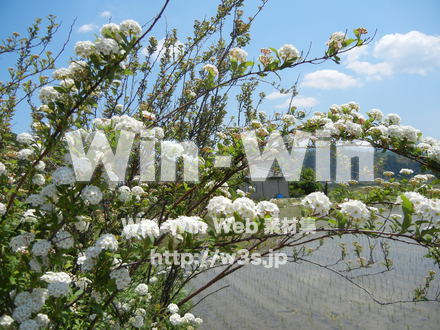 不明な花の写真素材 W-003941