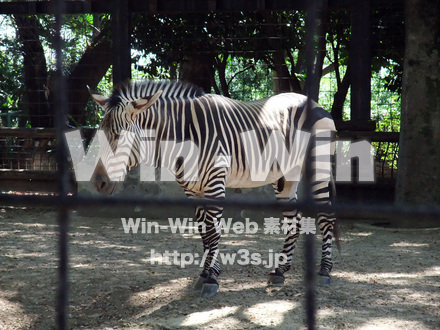 夢見ヶ崎動物公園の写真素材 W-002914