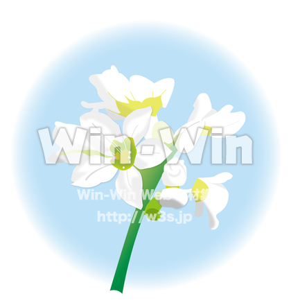 蕎麦の花のCG・イラスト素材 W-003023