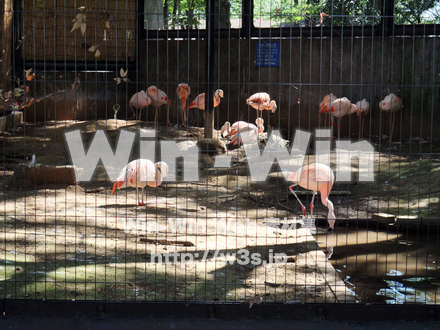 夢見ヶ崎動物公園の写真素材 W-002912