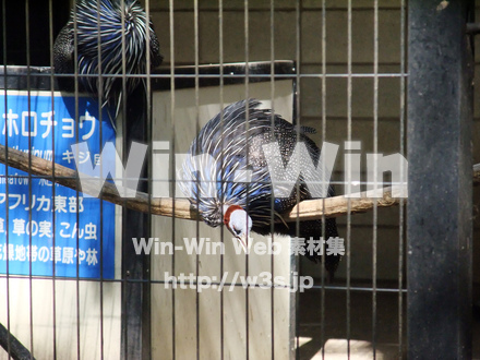 夢見ヶ崎動物公園の写真素材 W-002889