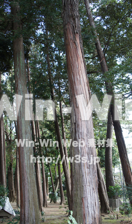 雑木林の写真素材 W-002754