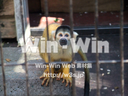 夢見ヶ崎動物公園の写真素材 W-002879