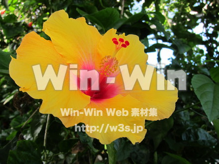 ハイビスカスの花の写真素材 W-005849