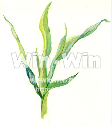 大麦若葉のCG・イラスト素材 W-007203