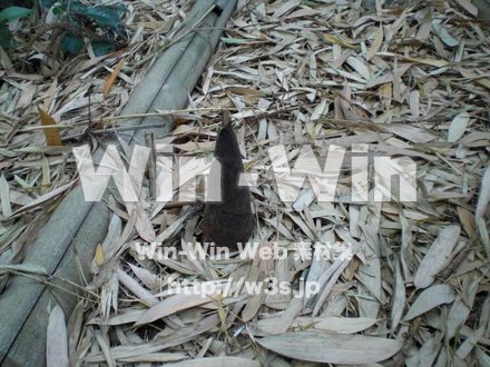 竹の写真素材 W-006459
