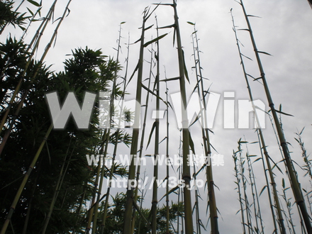 竹の写真素材 W-006458