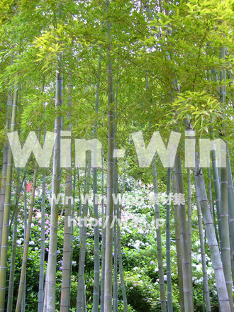 竹林の写真素材 W-006332