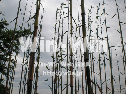 竹の写真素材 W-006457