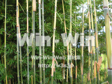 竹の写真素材 W-006456