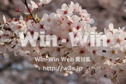 桜の写真素材 W-006340