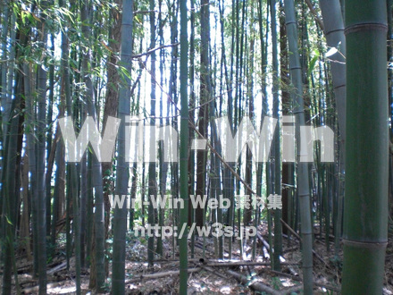 竹の写真素材 W-006466