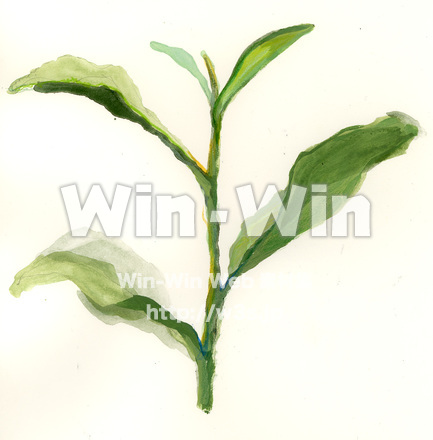 緑茶の葉のCG・イラスト素材 W-007202