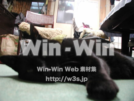 猫の写真素材 W-009125