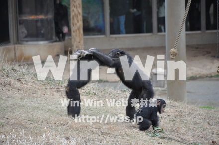 チンパンジーの写真素材 W-009541