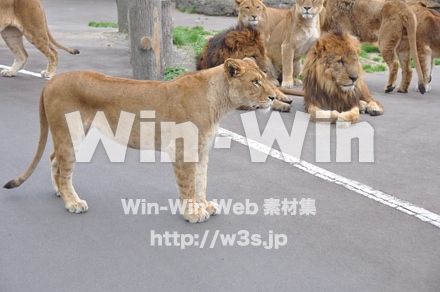 ライオンの写真素材 W-009521
