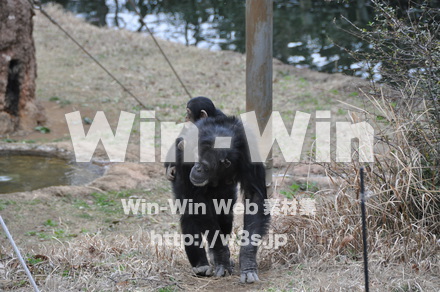 チンパンジーの写真素材 W-009537
