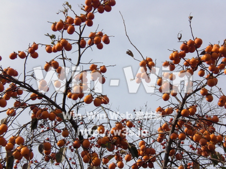 柿の木の写真素材 W-008247