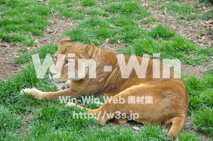 ライオンの写真素材 W-009518