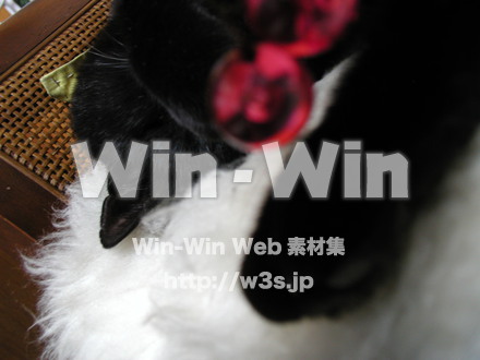 猫の写真素材 W-009120