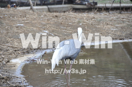 水辺の鳥の写真素材 W-009222