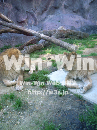 ライオンの写真素材 W-009663