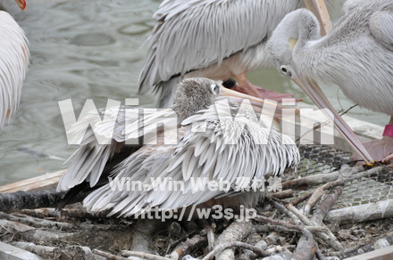水辺の鳥の写真素材 W-009242