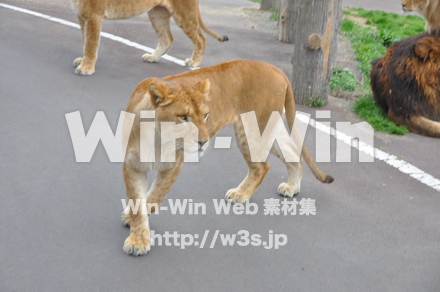 ライオンの写真素材 W-009522