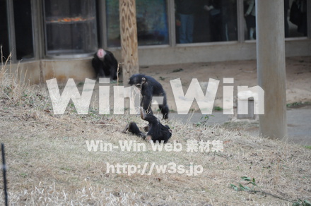 チンパンジーの写真素材 W-009544
