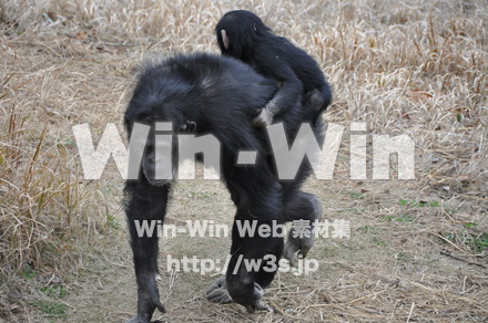 チンパンジーの写真素材 W-009535