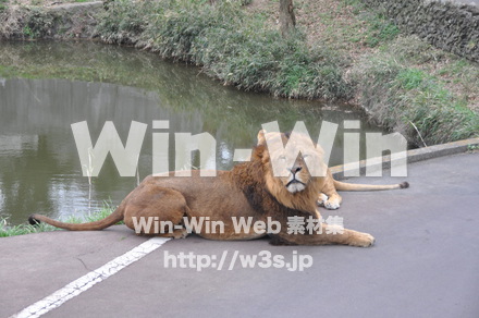 ライオンの写真素材 W-009515