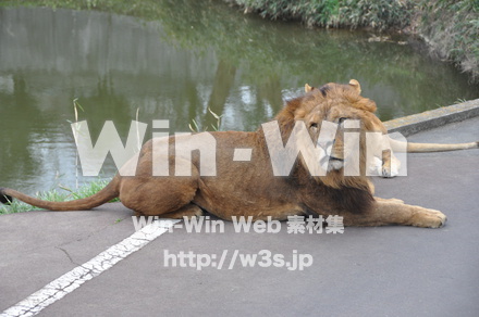 ライオンの写真素材 W-009516