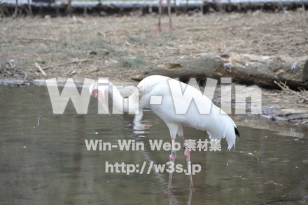 水辺の鳥の写真素材 W-009223