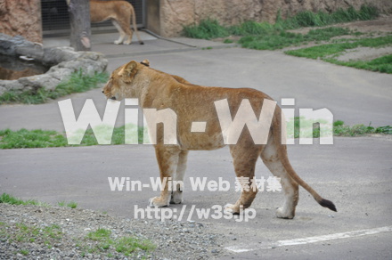 ライオンの写真素材 W-009514