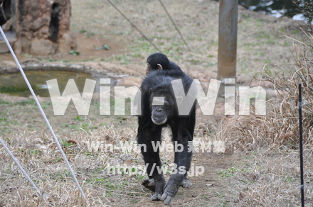 チンパンジーの写真素材 W-009536