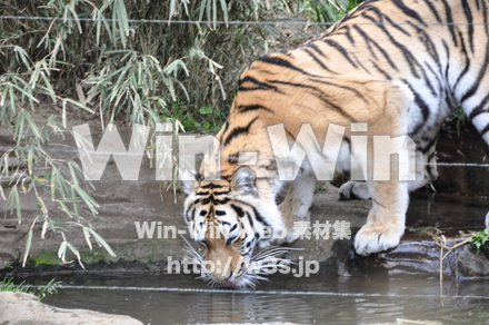 虎の写真素材 W-009533