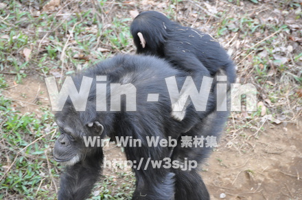 チンパンジーの写真素材 W-009545