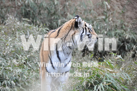 虎の写真素材 W-009532