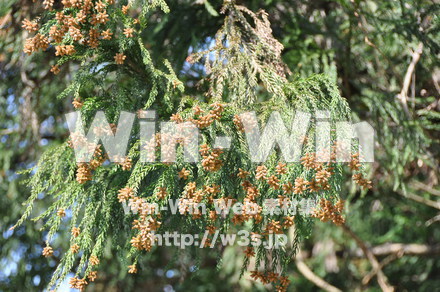 杉花粉の写真素材 W-009357