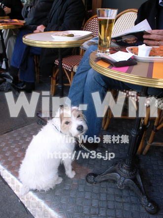 犬の写真素材 W-009100